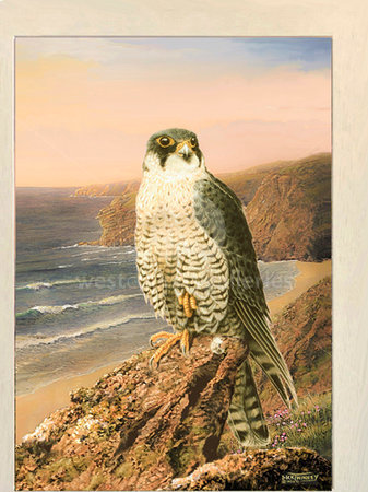 Image of Celtic Sunset ~ Peregrine Falcon, Stem Point, Watergate Bay, NR. Newquay
